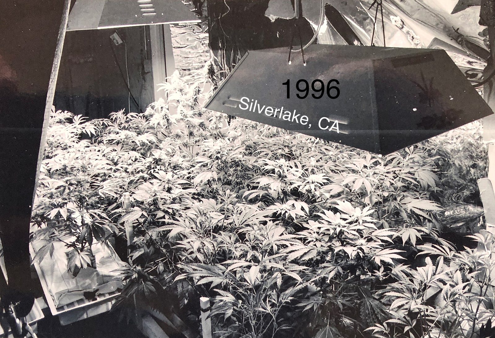 OG Kush growing in Silverlake, Los Angeles, 1996