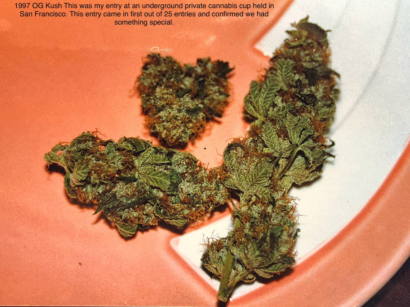 Close-up of the winning 1997 San Francisco cup entry buds
