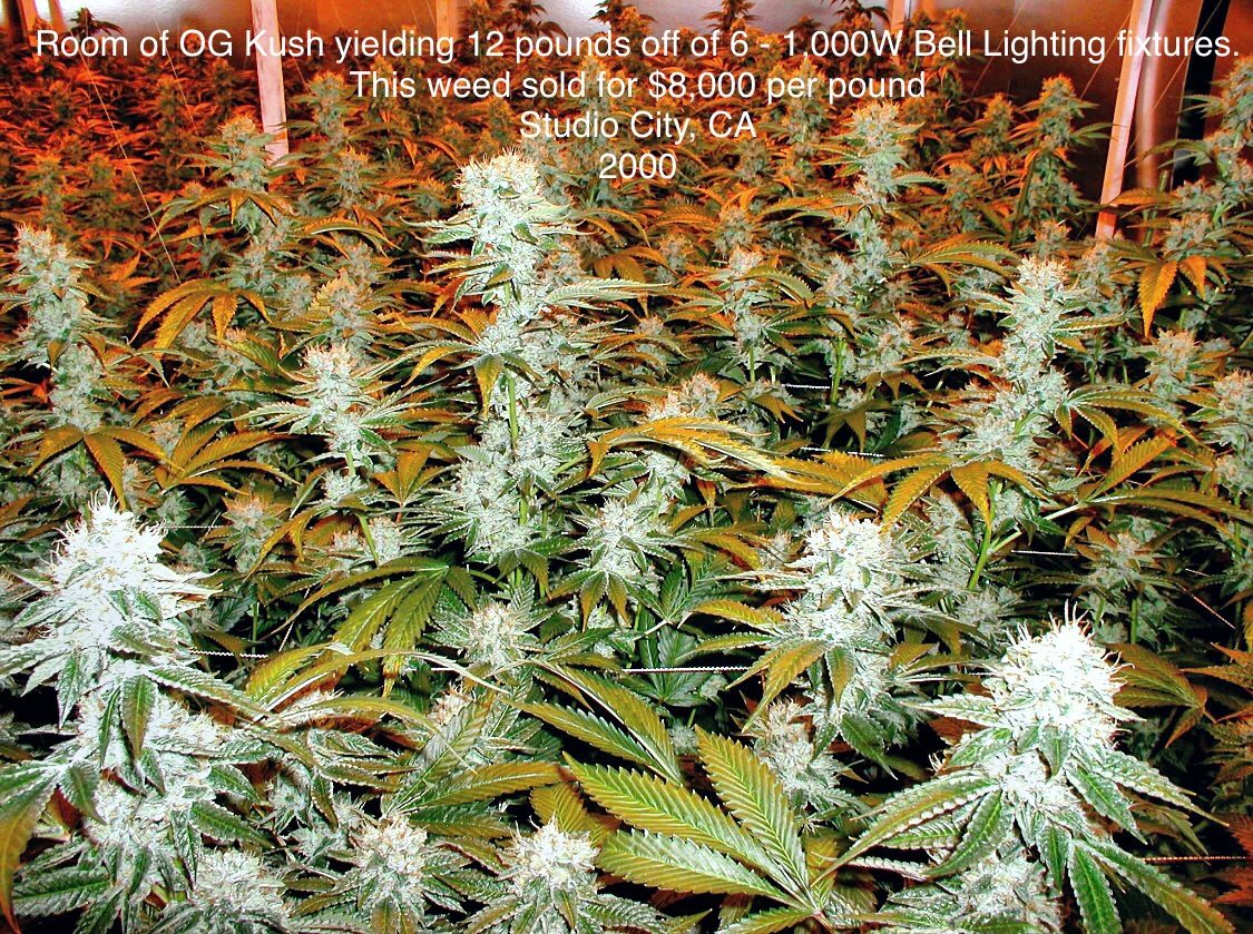 Room of OG Kush in Studio City, 2000, grown under six 1,000W fixtures