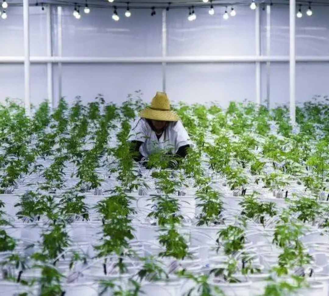 Rows of young clones in the nursery