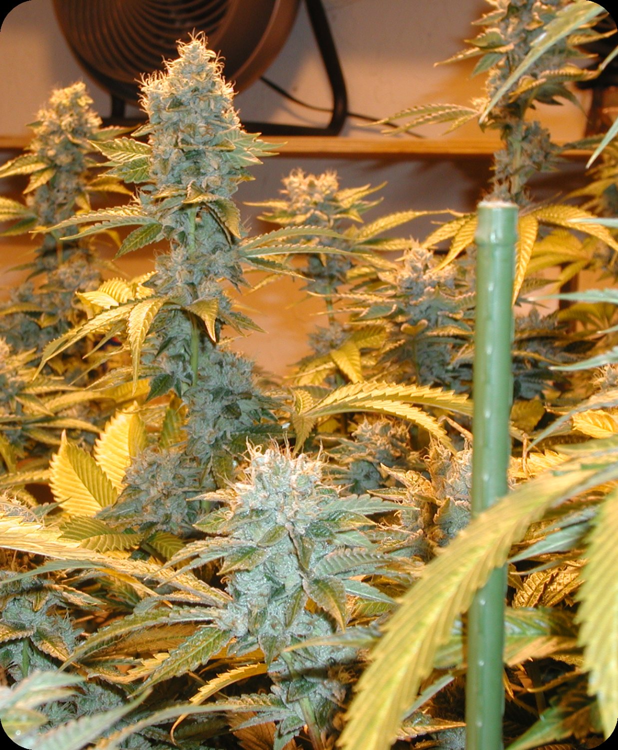 2000 OG Kush, branch of a branch