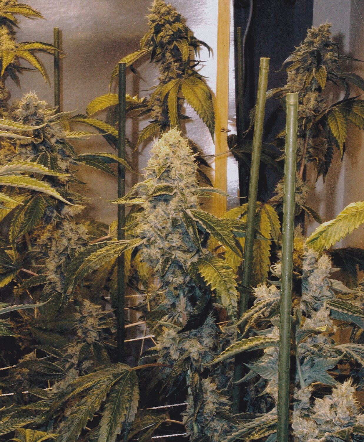 1999 OG Kush, Woodrow Wilson Dr, Hollywood Hills