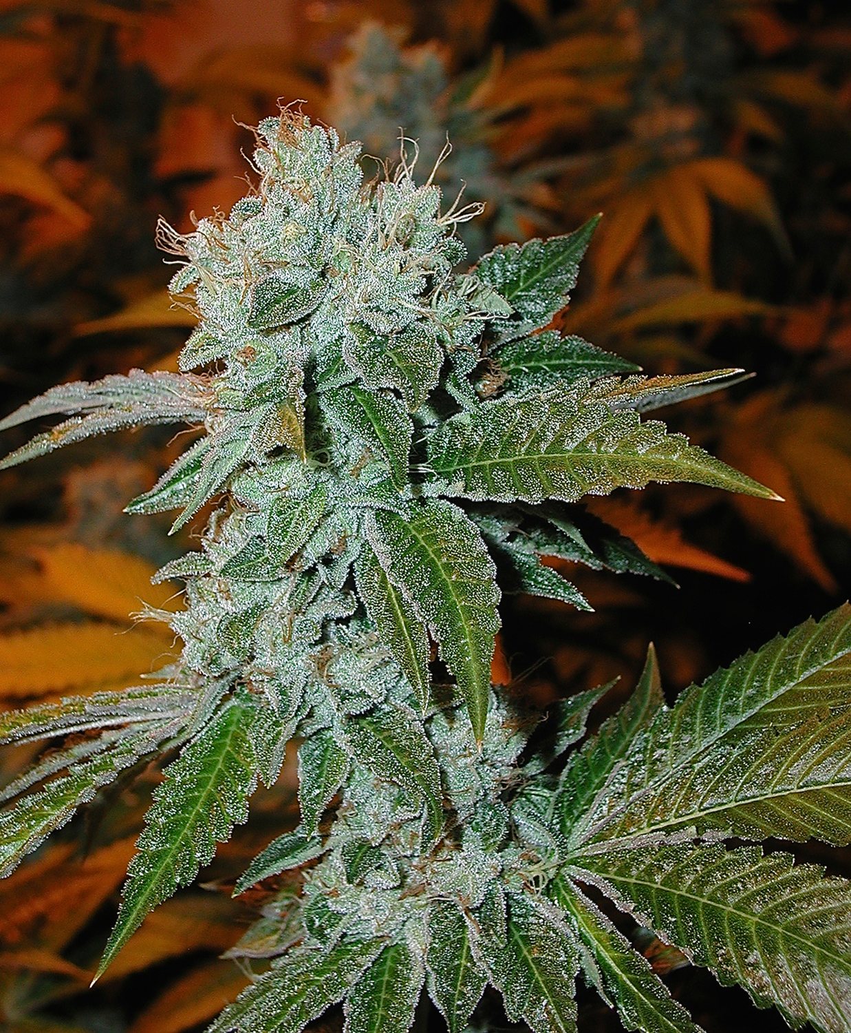 2001 The Original OG Kush, Studio City CA Bakman House