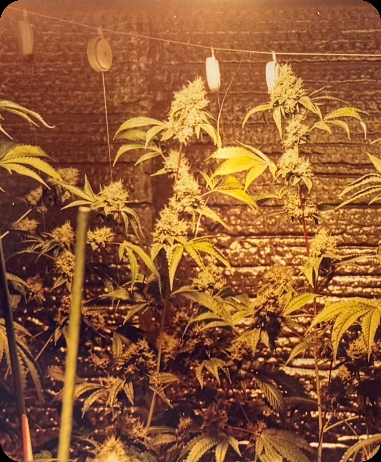 1999 The Original OG Kush, apartment grow on Tujunga Ave at Ventura Blvd