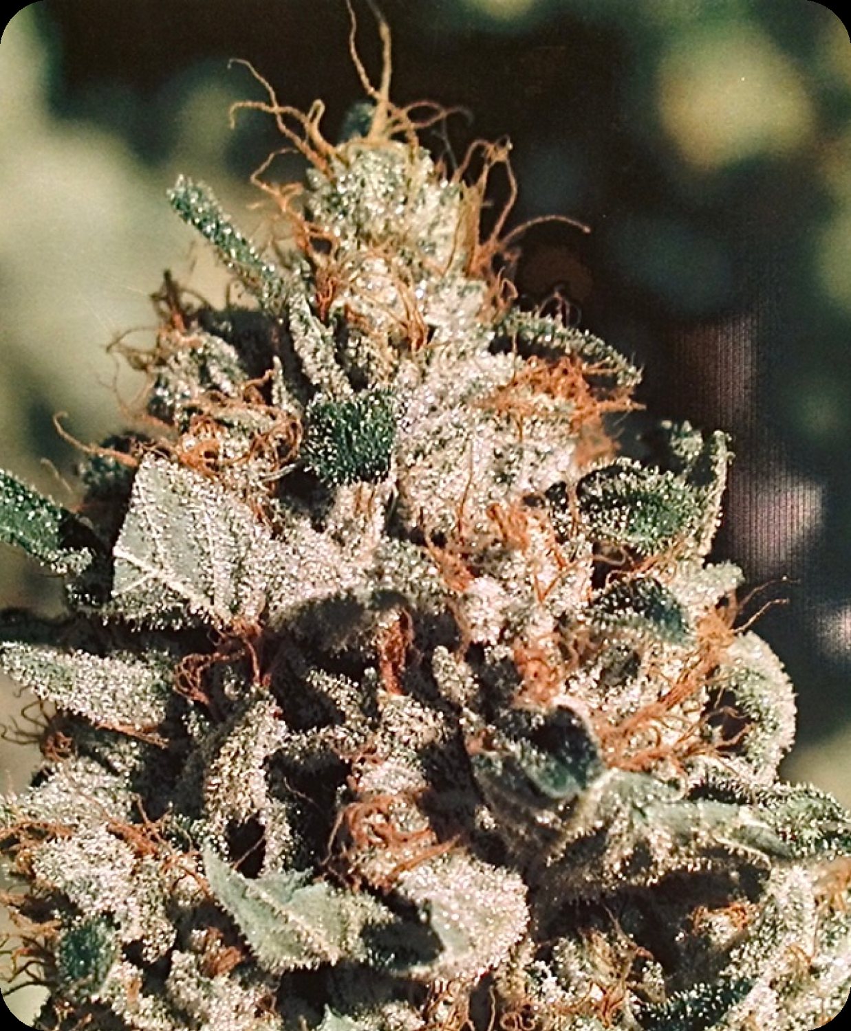 2001 The Original OG Kush Hollywood Hills CA