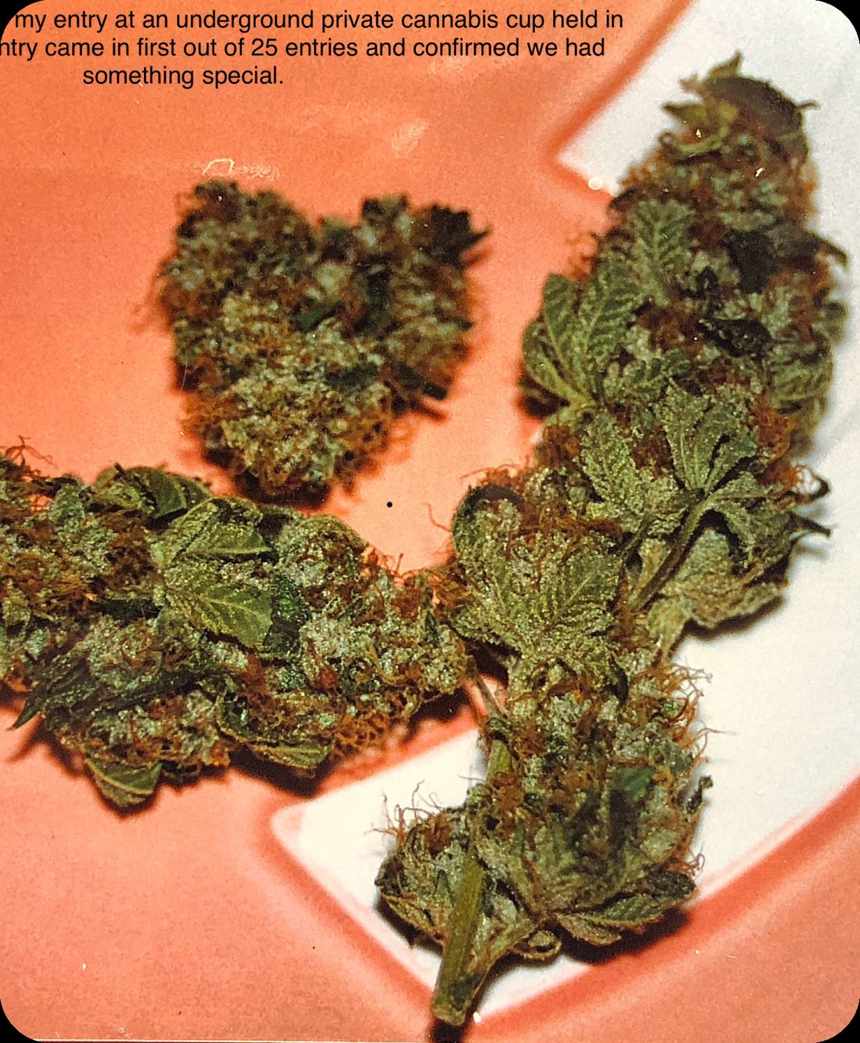 1997 OG Kush - winning entry of Kush into a private cannabis cup in San Francisco