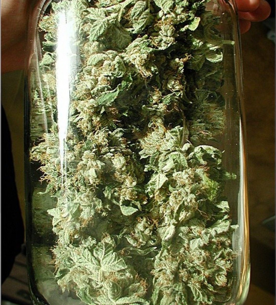 2001 OG Kush in glass jars