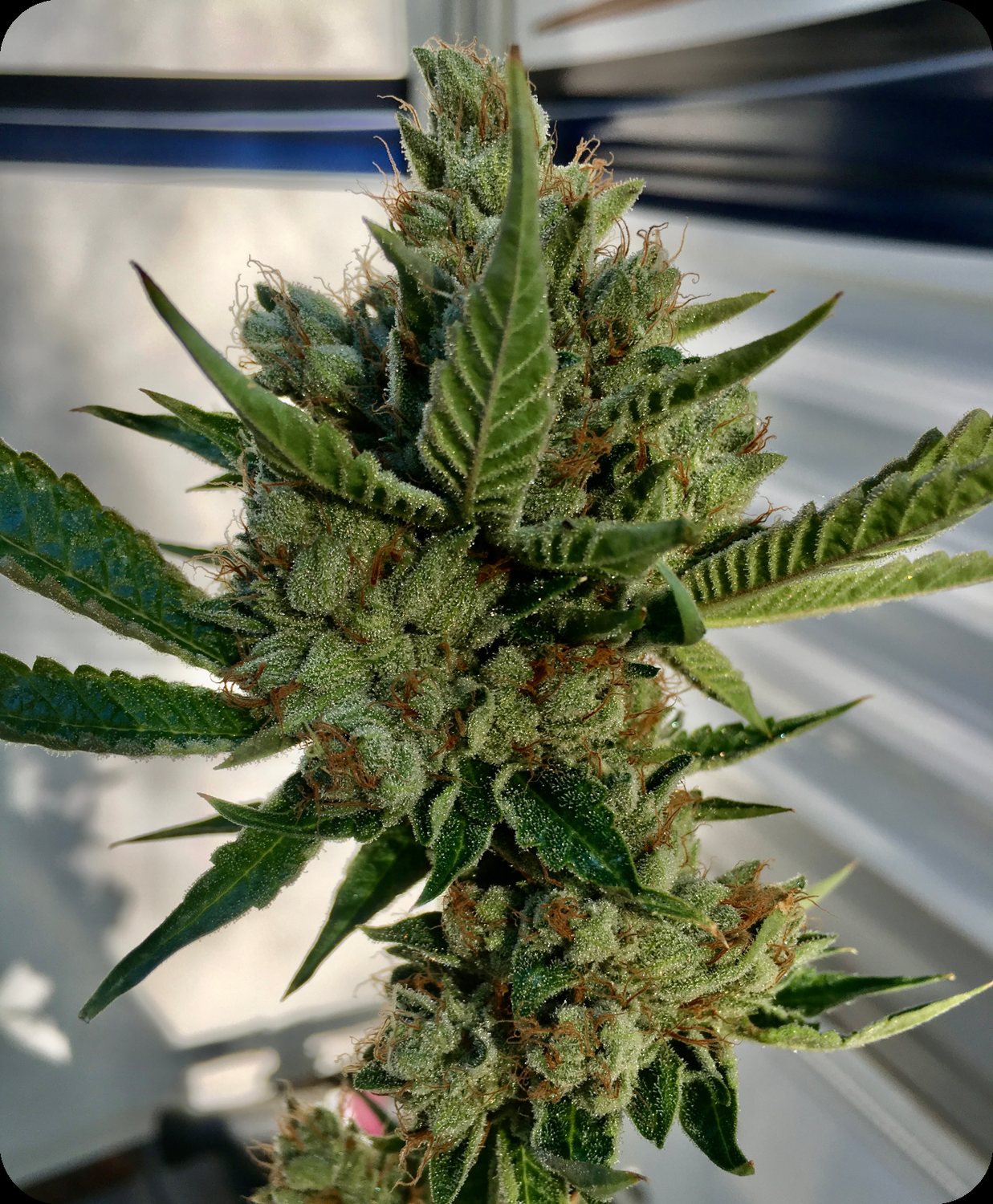 ORyan OG, dedicated to Ryan aka Turtle, an old cut