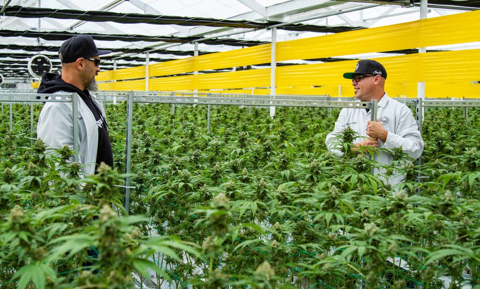 Josh D walking a commercial greenhouse