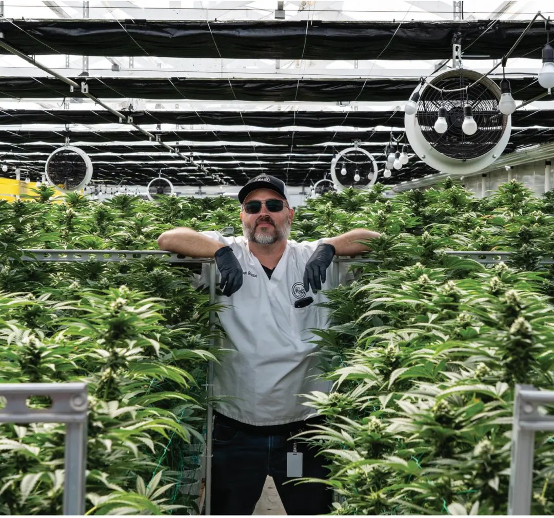 Josh D standing in a flowering OG Kush canopy