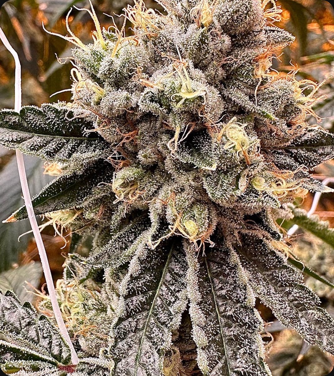 Kali Sour Kiss - flower