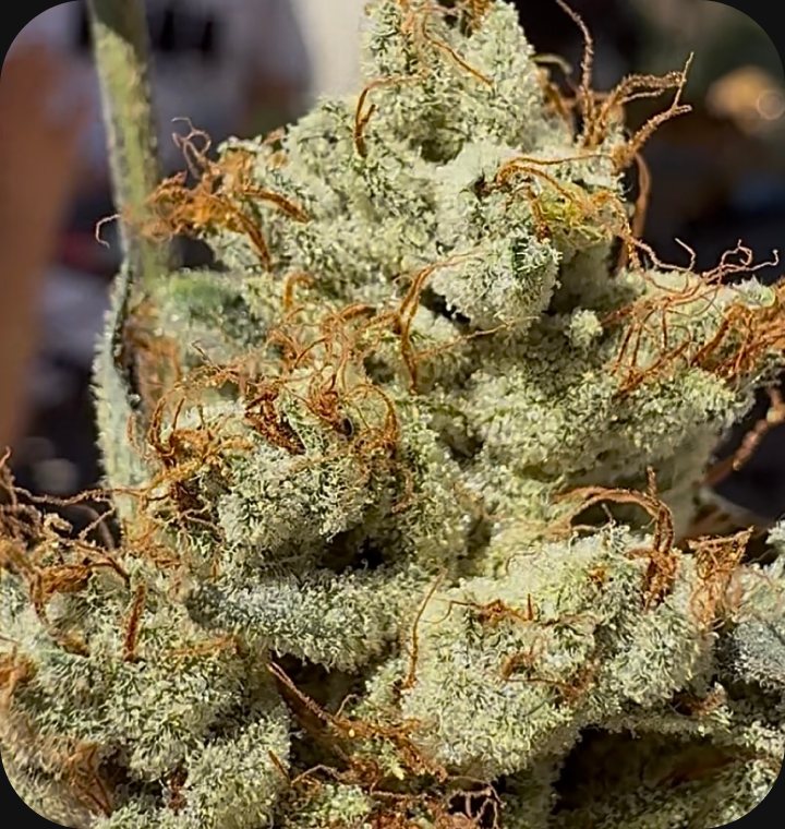 Kali Sour Kiss - flower