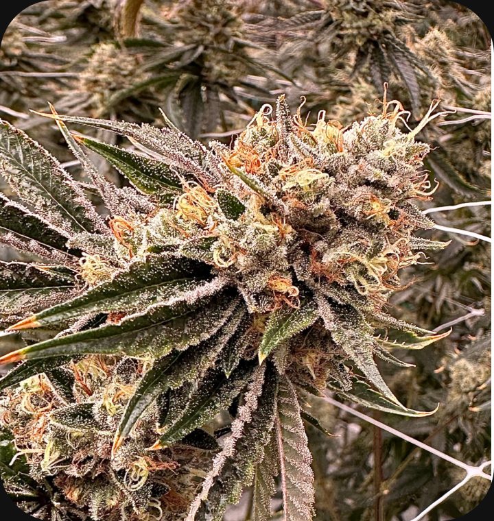 Kali Sour Kiss - flower