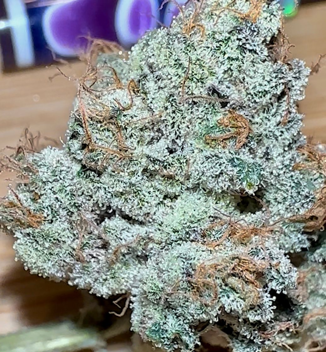 Metamorpheus F2 - flower