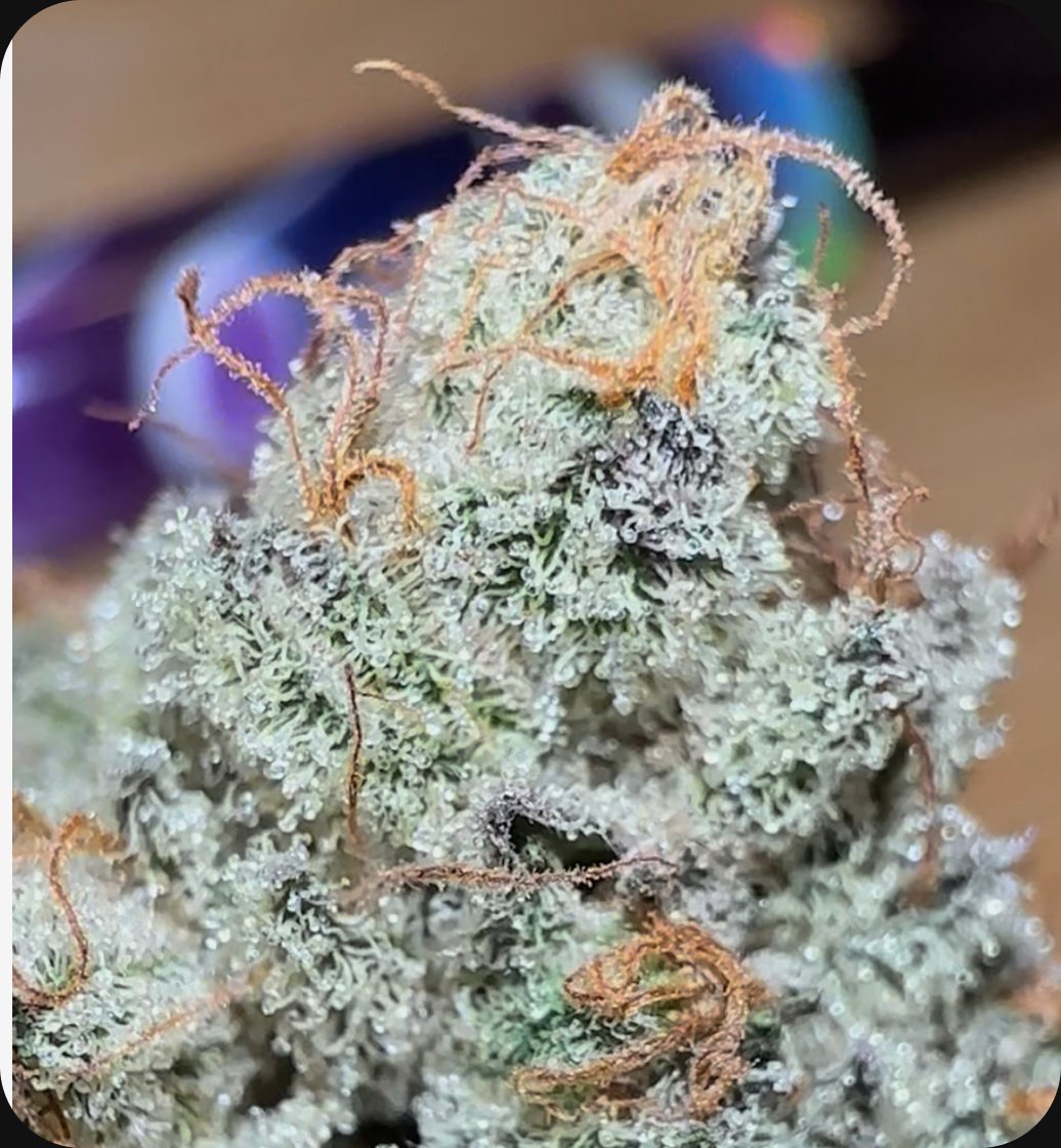 Metamorpheus F2 - flower