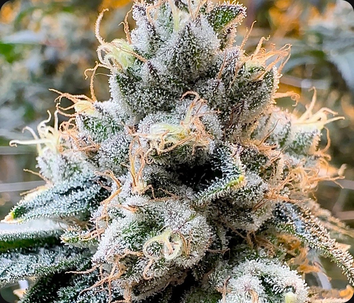 Metamorpheus F2 - flower