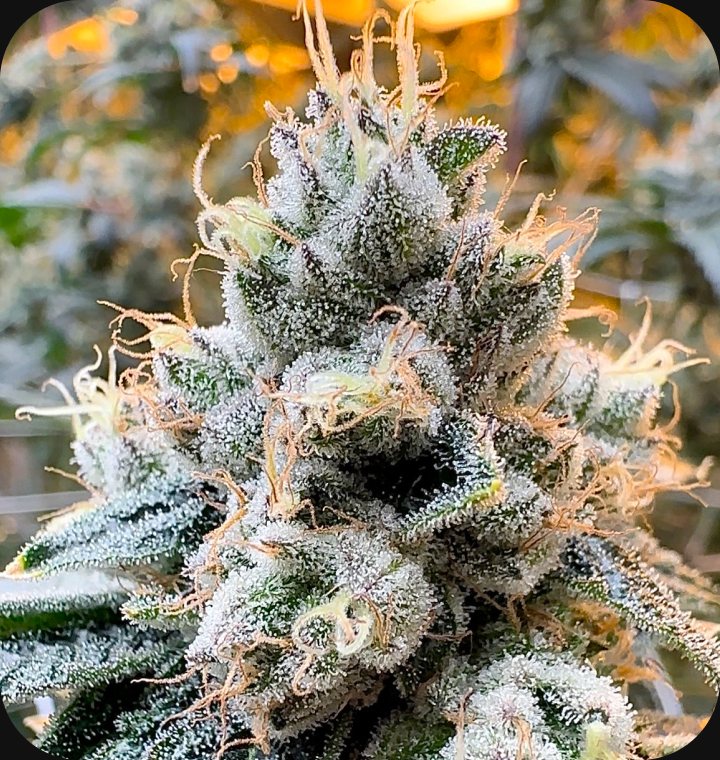 Metamorpheus F2 - flower