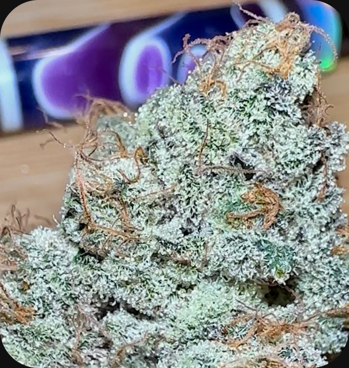 Metamorpheus F2 - flower