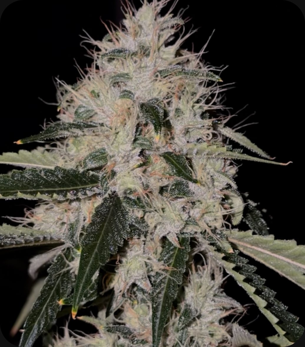 Skull Crusher - flower