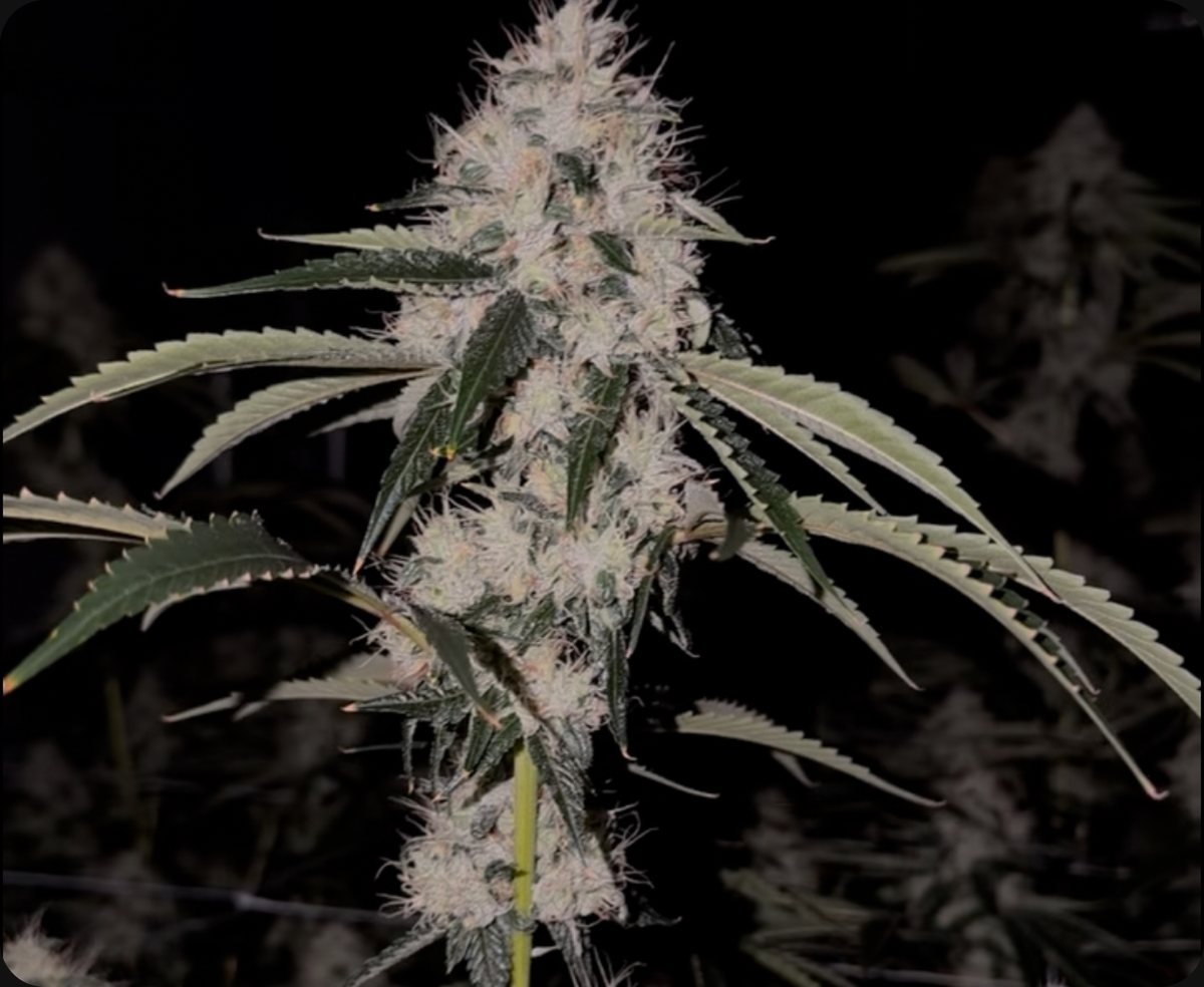 Skull Crusher - flower