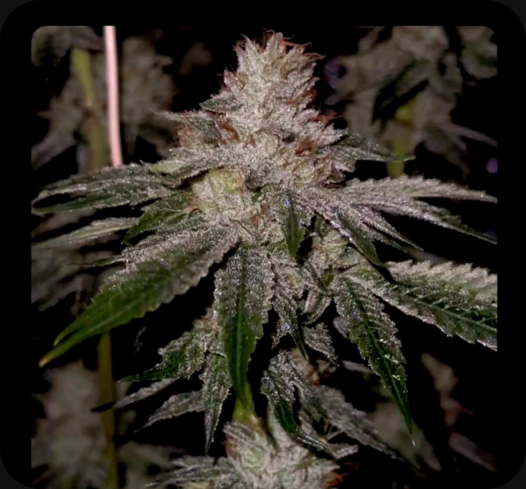 The OG Kiss - flower