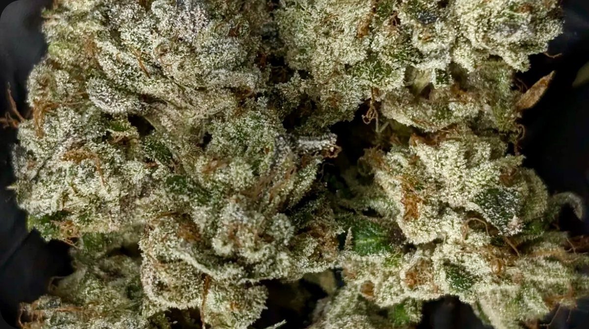 The OG Kiss - flower