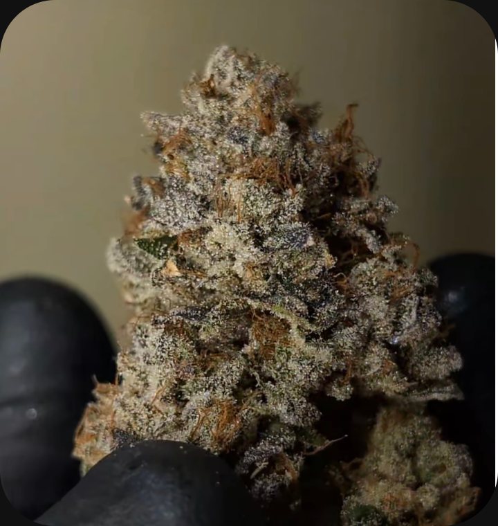 The OG Kiss - flower