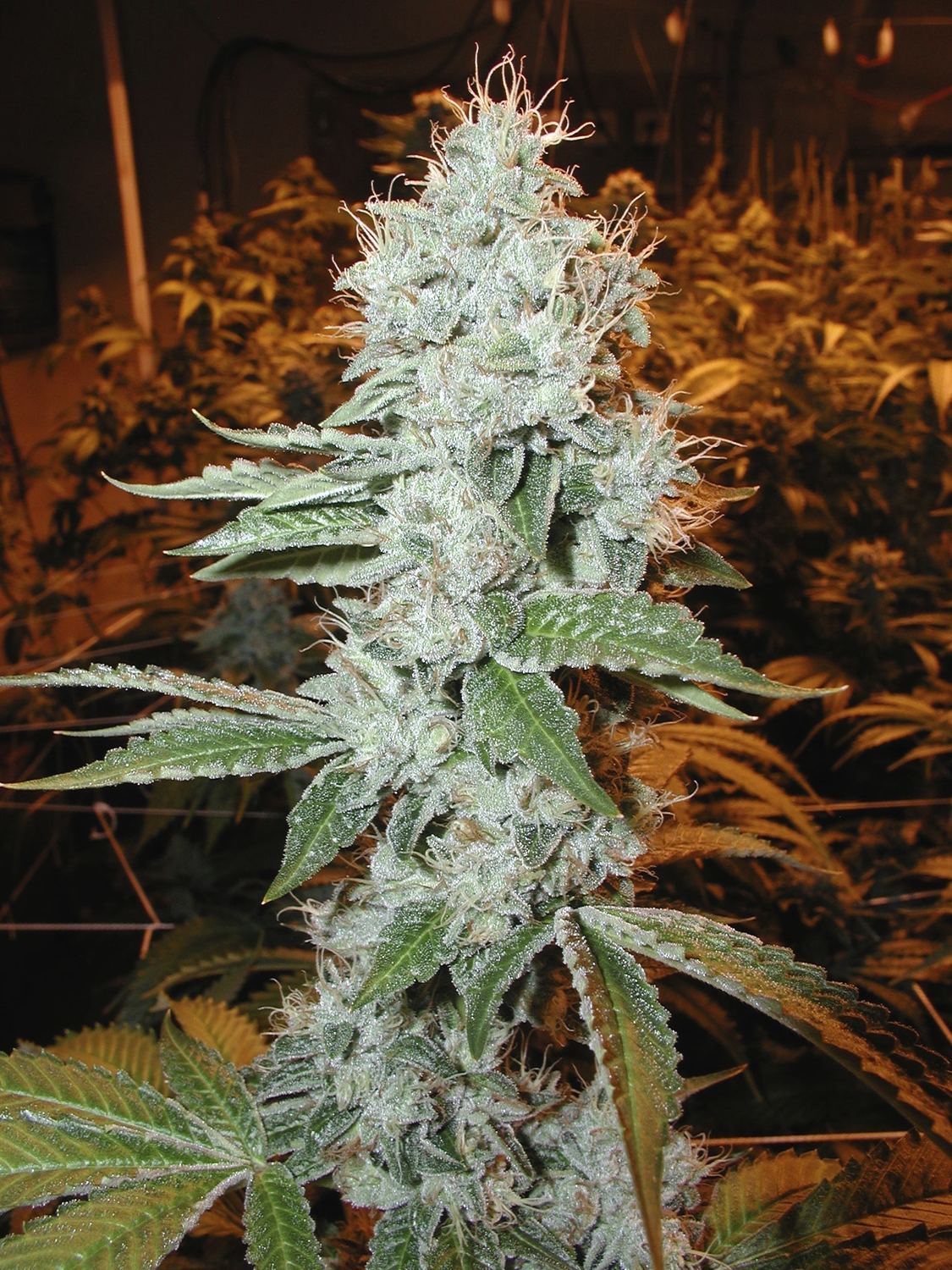 OG Kush archive photo H-01, awaiting Josh's annotation