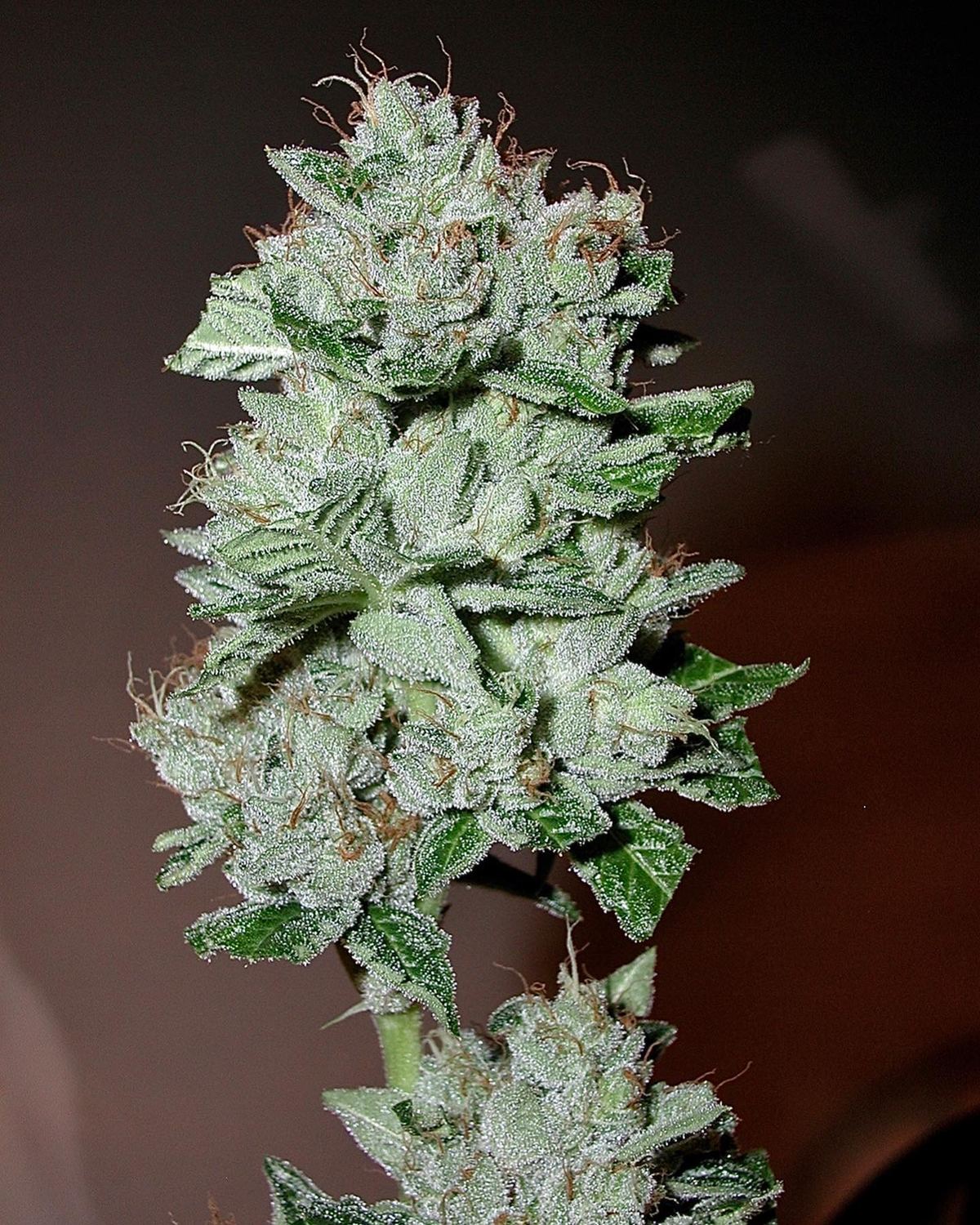 OG Kush archive photo H-02, awaiting Josh's annotation