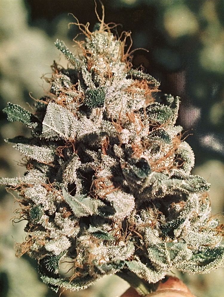 OG Kush archive photo H-03, awaiting Josh's annotation