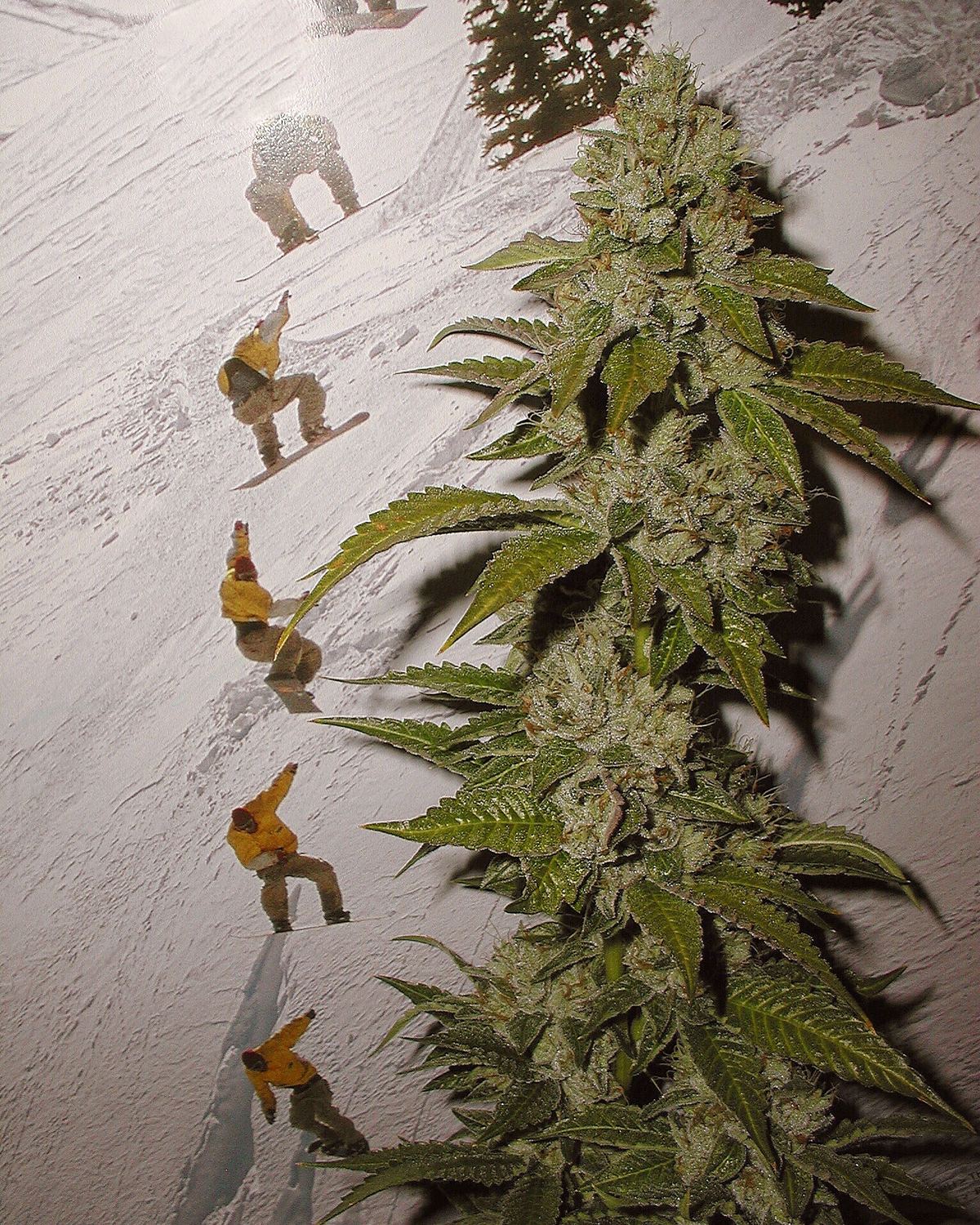 OG Kush archive photo H-05, awaiting Josh's annotation