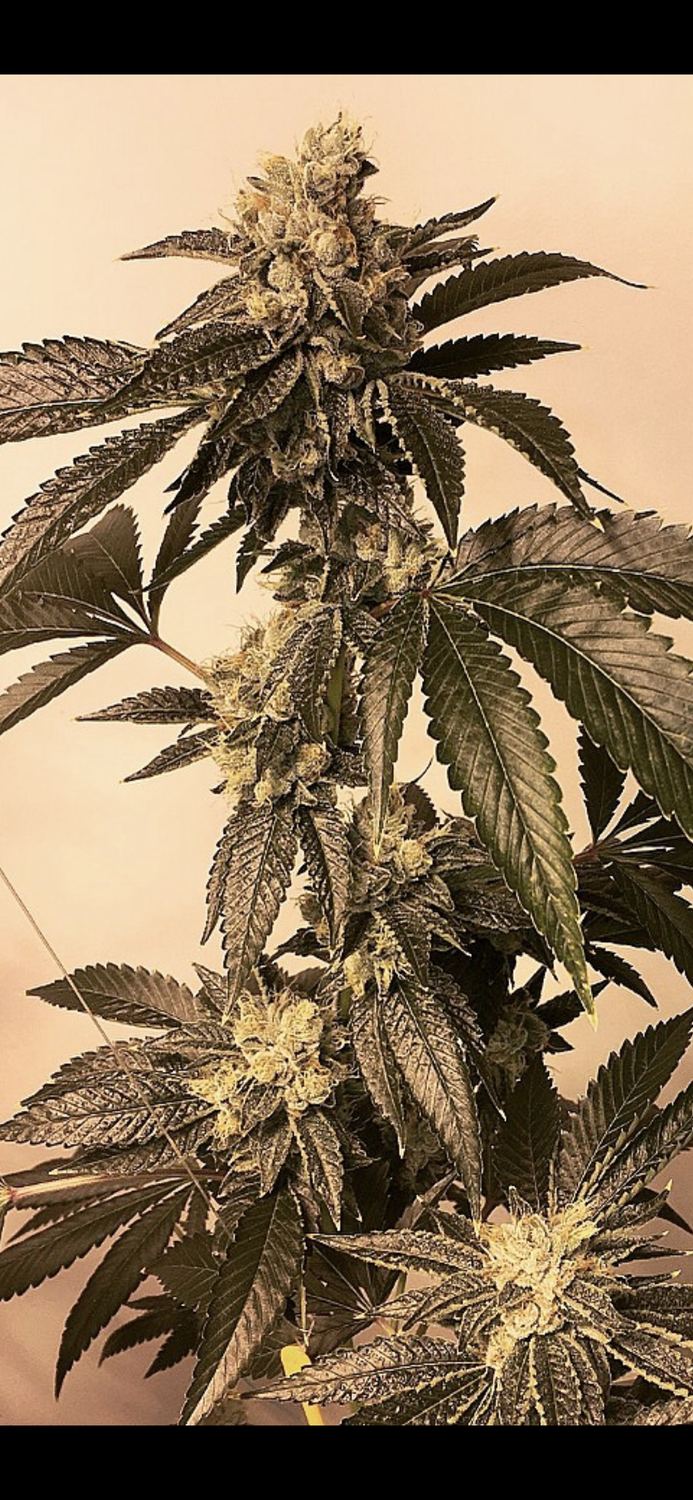 OG Kush archive photo H-07, awaiting Josh's annotation