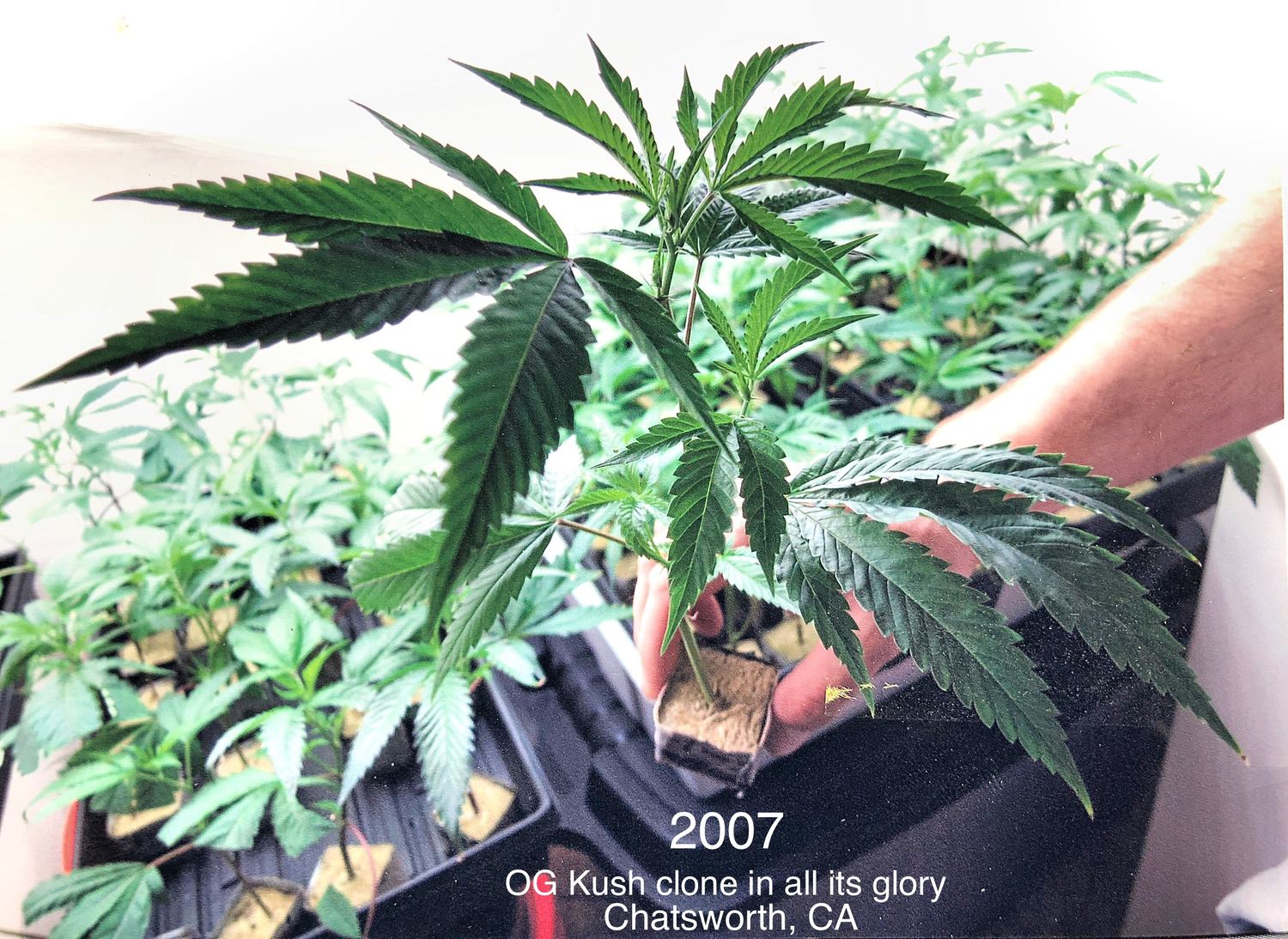 OG Kush archive photo H-09, awaiting Josh's annotation