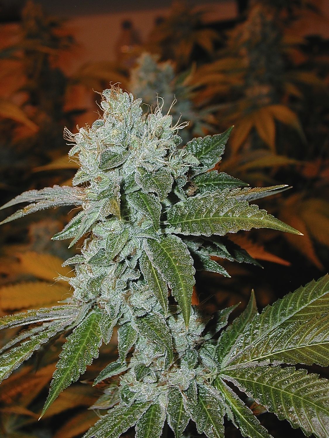 OG Kush archive photo H-10, awaiting Josh's annotation