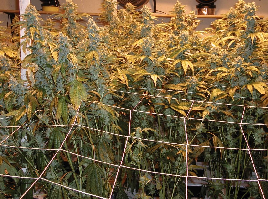 OG Kush archive photo H-12, awaiting Josh's annotation