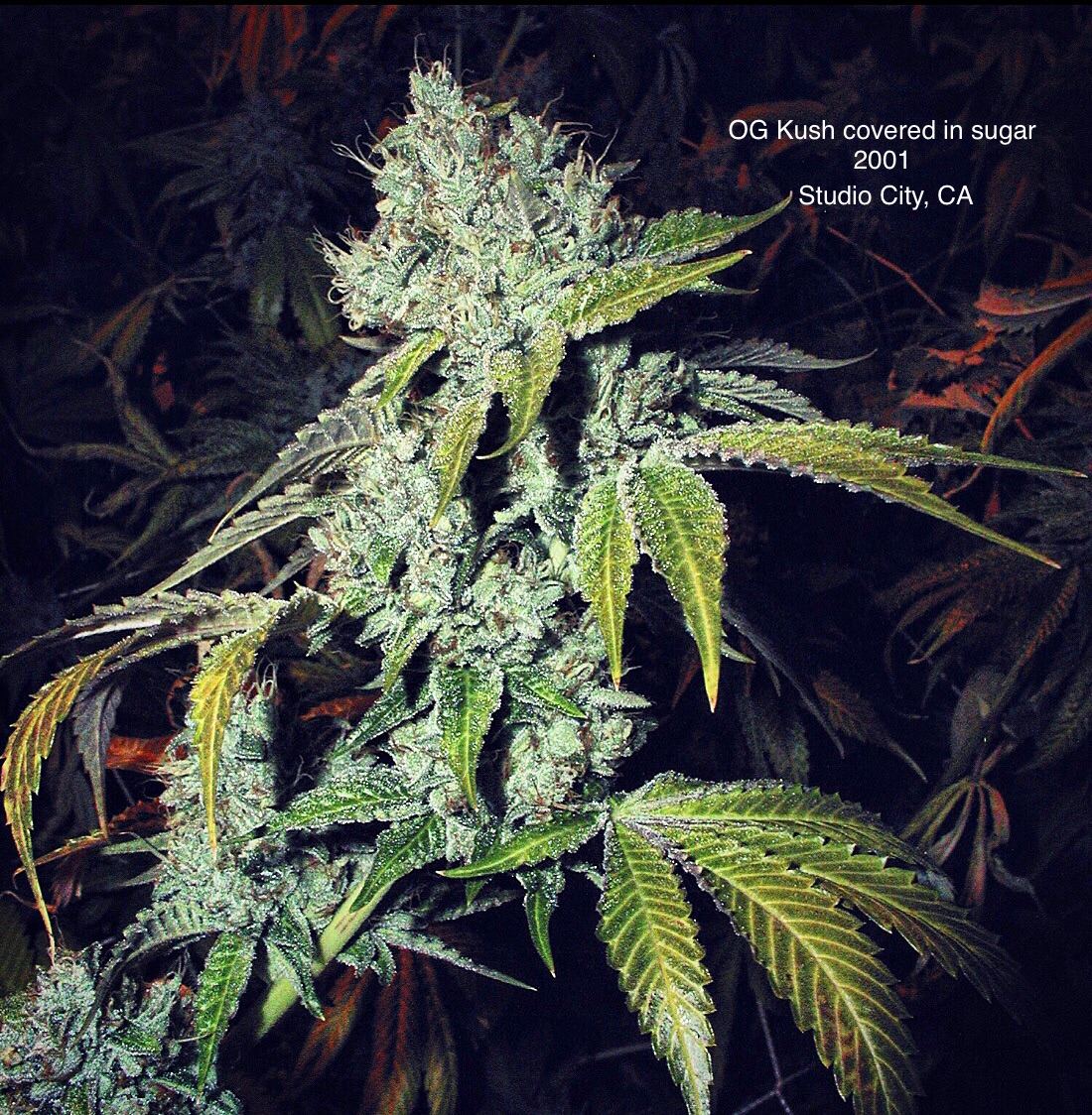 OG Kush archive photo H-13, awaiting Josh's annotation