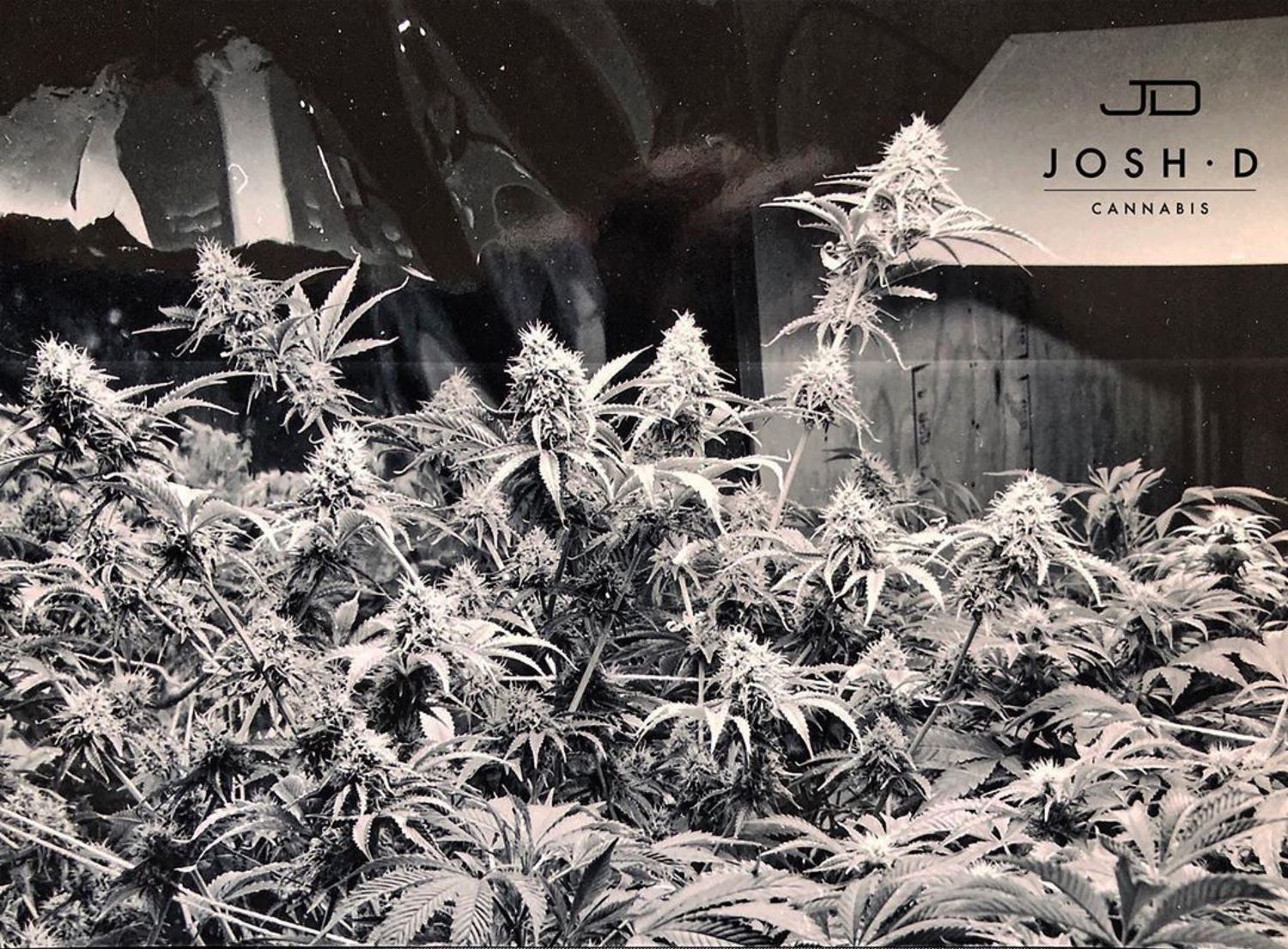 OG Kush archive photo H-14, awaiting Josh's annotation