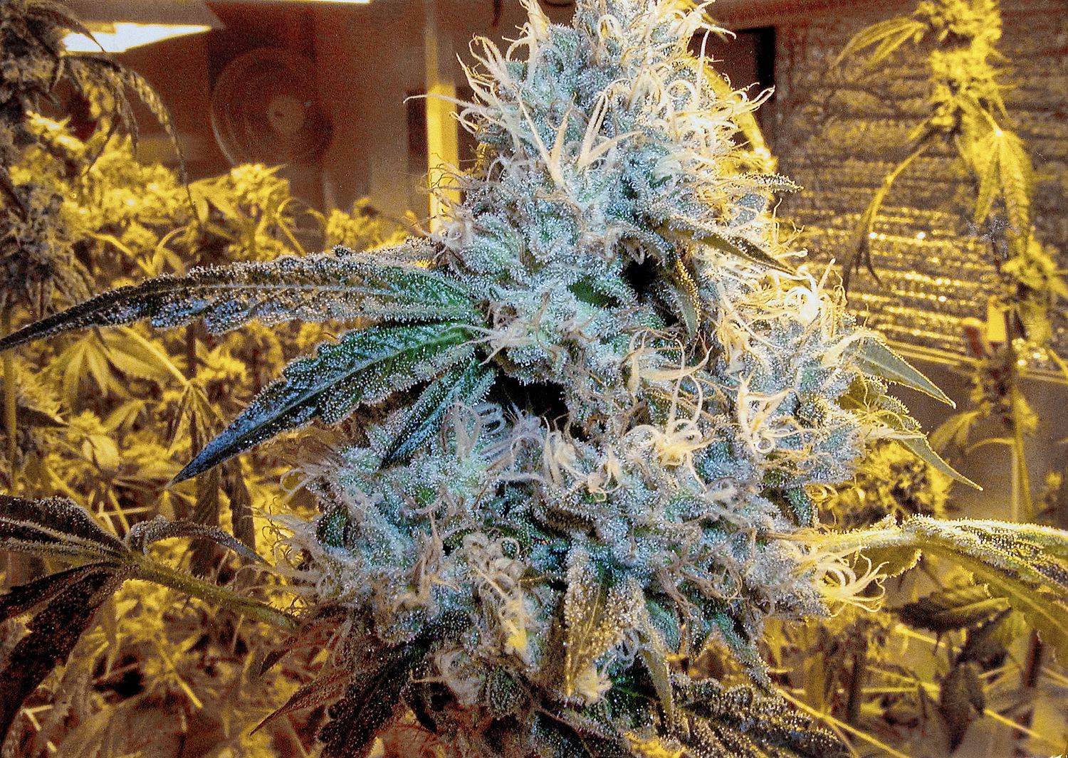 OG Kush archive photo H-15, awaiting Josh's annotation