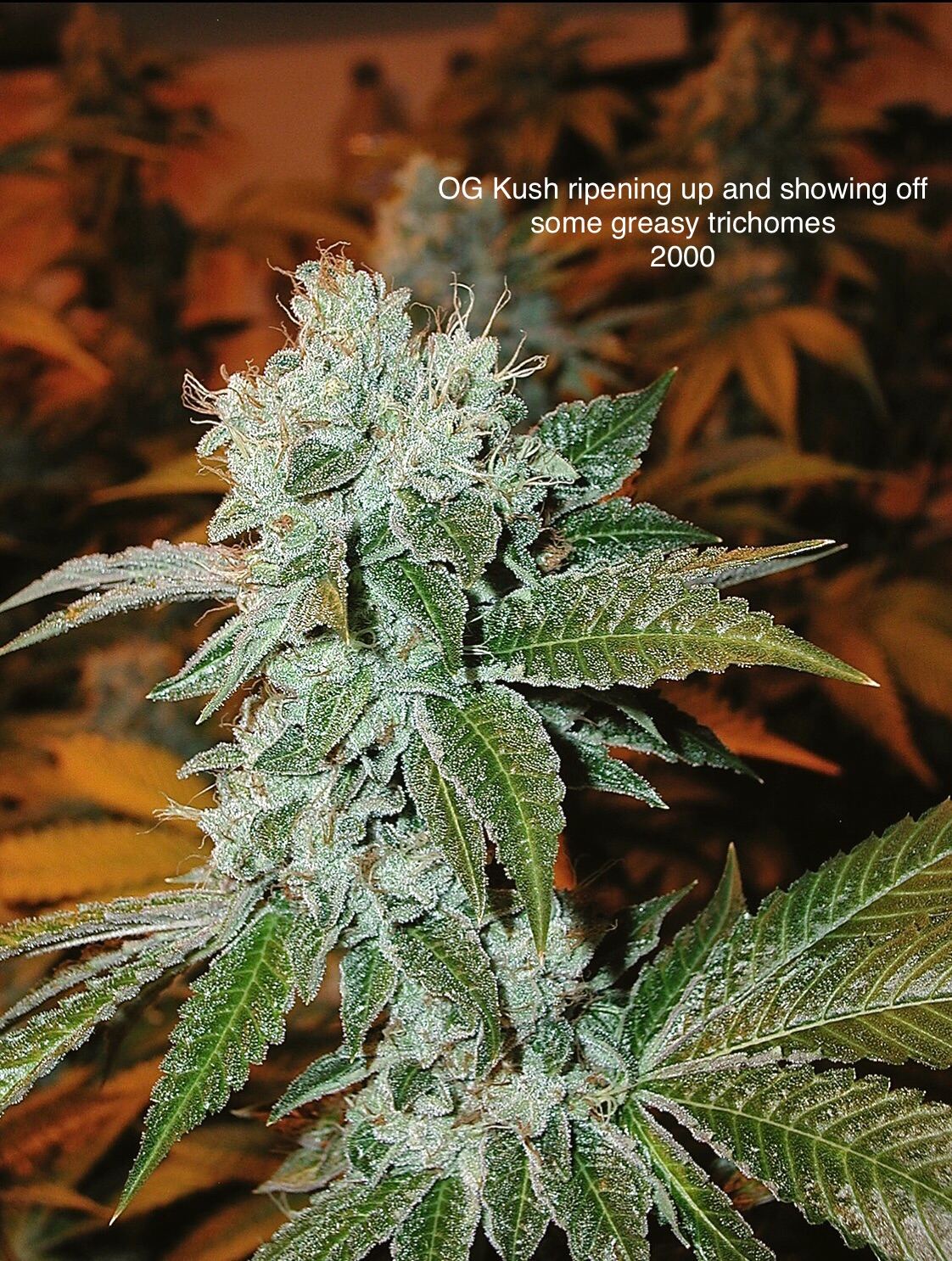 OG Kush archive photo H-16, awaiting Josh's annotation