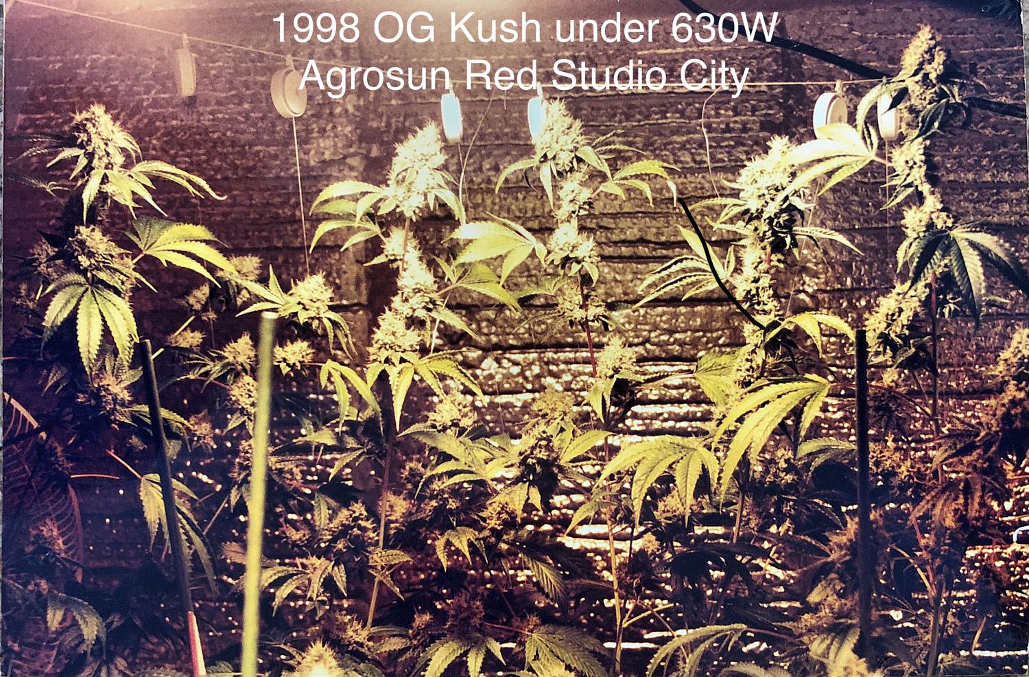 OG Kush archive photo H-17, awaiting Josh's annotation
