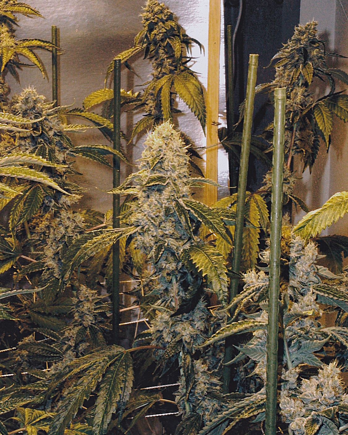 OG Kush archive photo H-19, awaiting Josh's annotation