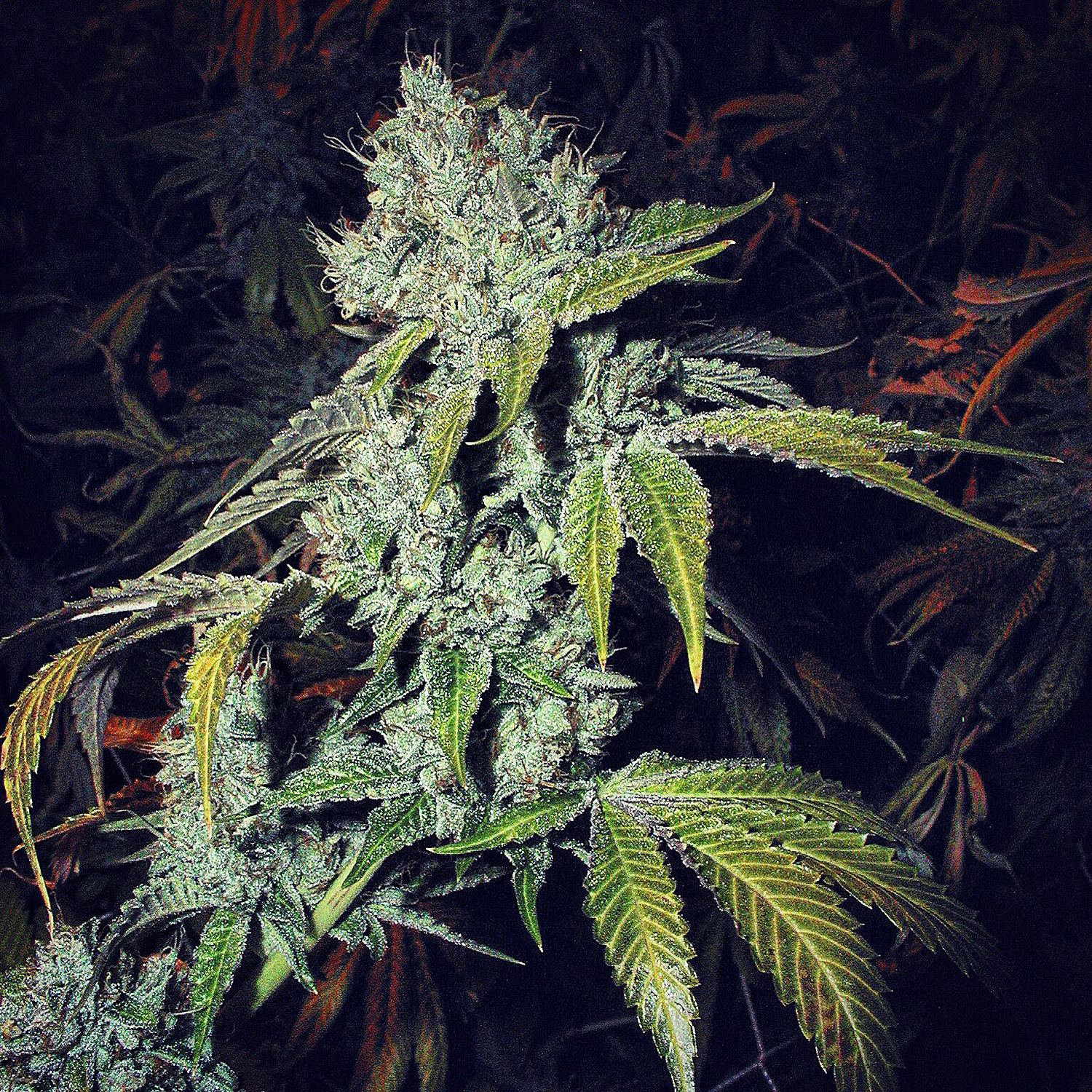 OG Kush archive photo H-20, awaiting Josh's annotation