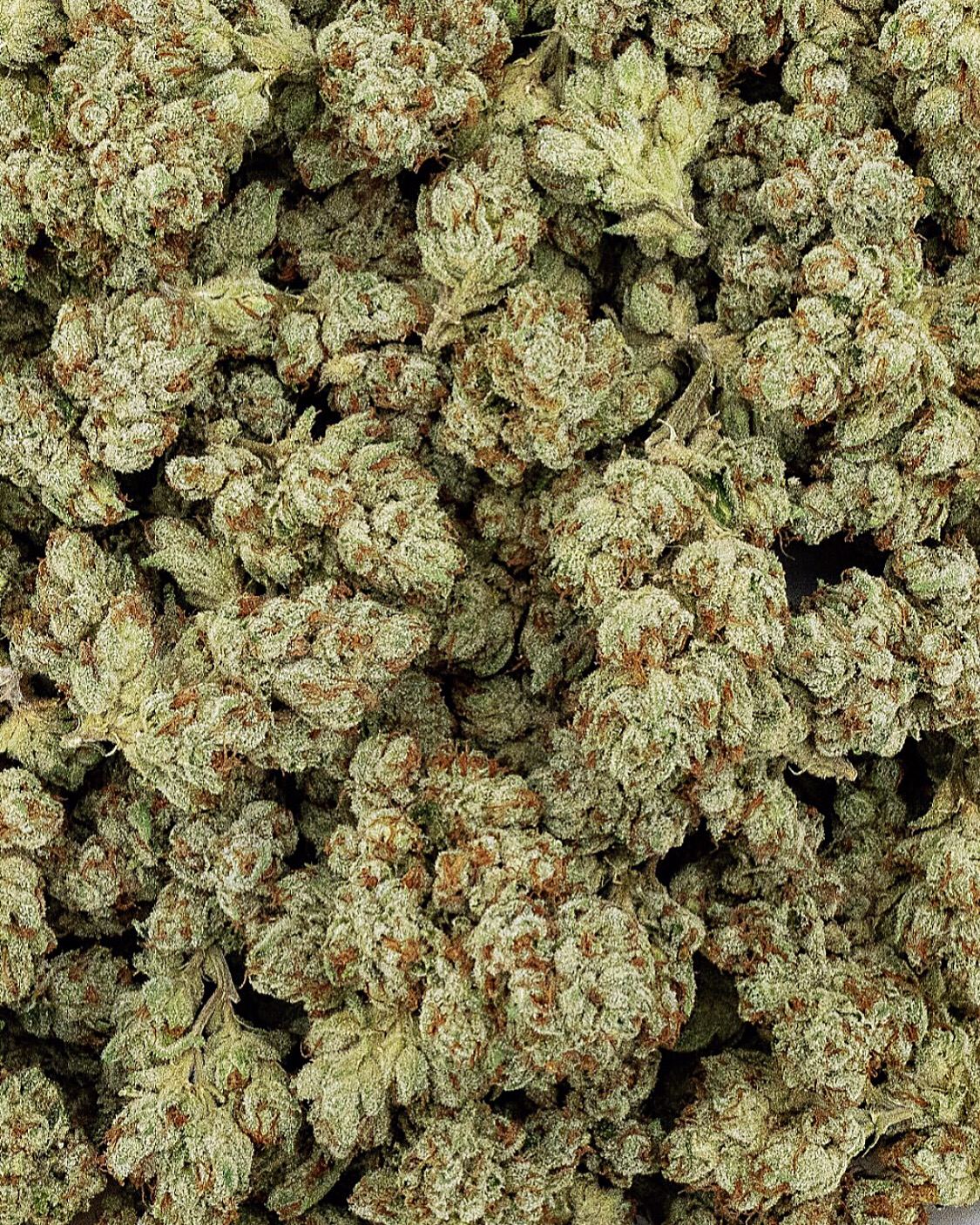 OG Kush archive photo H-23, awaiting Josh's annotation