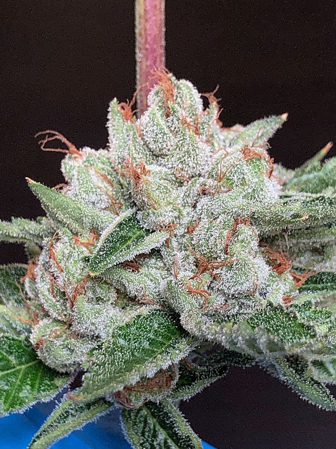 OG Kush archive photo H-24, awaiting Josh's annotation