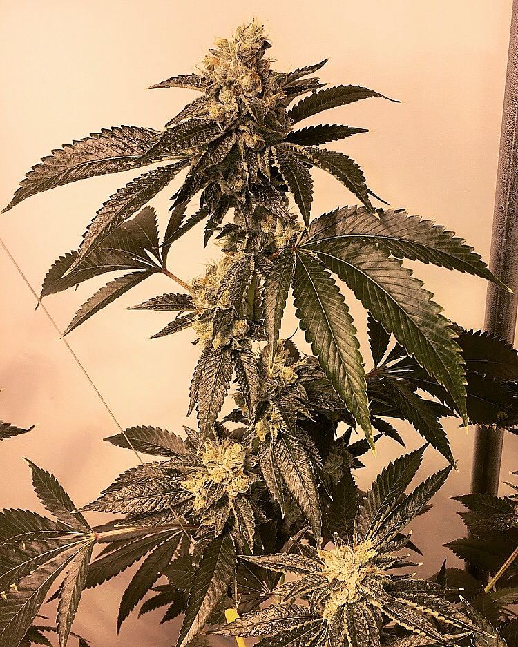 OG Kush archive photo H-30, awaiting Josh's annotation