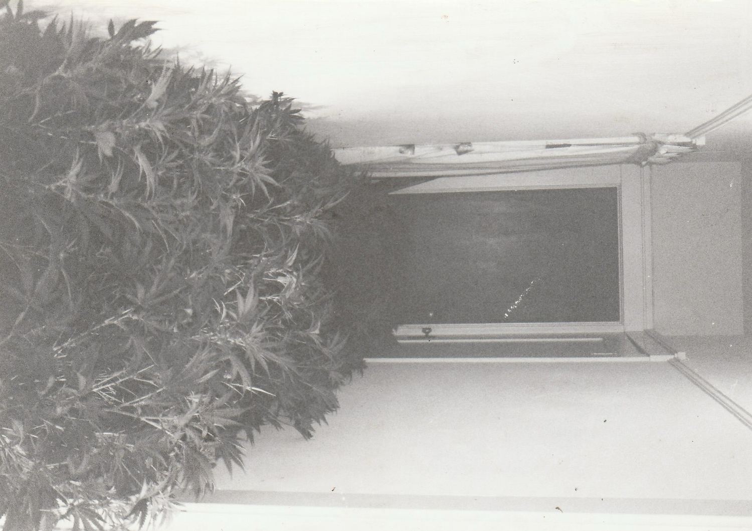 OG Kush archive photo P-022, awaiting Josh's annotation