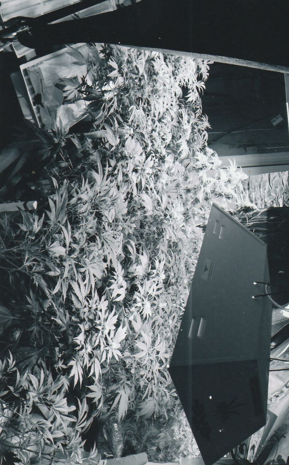 OG Kush archive photo P-060, awaiting Josh's annotation