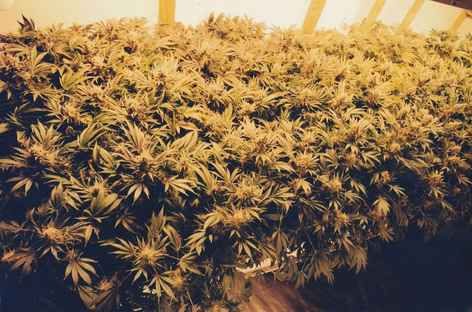 OG Kush archive photo P-074, awaiting Josh's annotation
