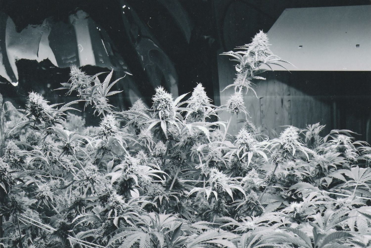 OG Kush archive photo P-077, awaiting Josh's annotation