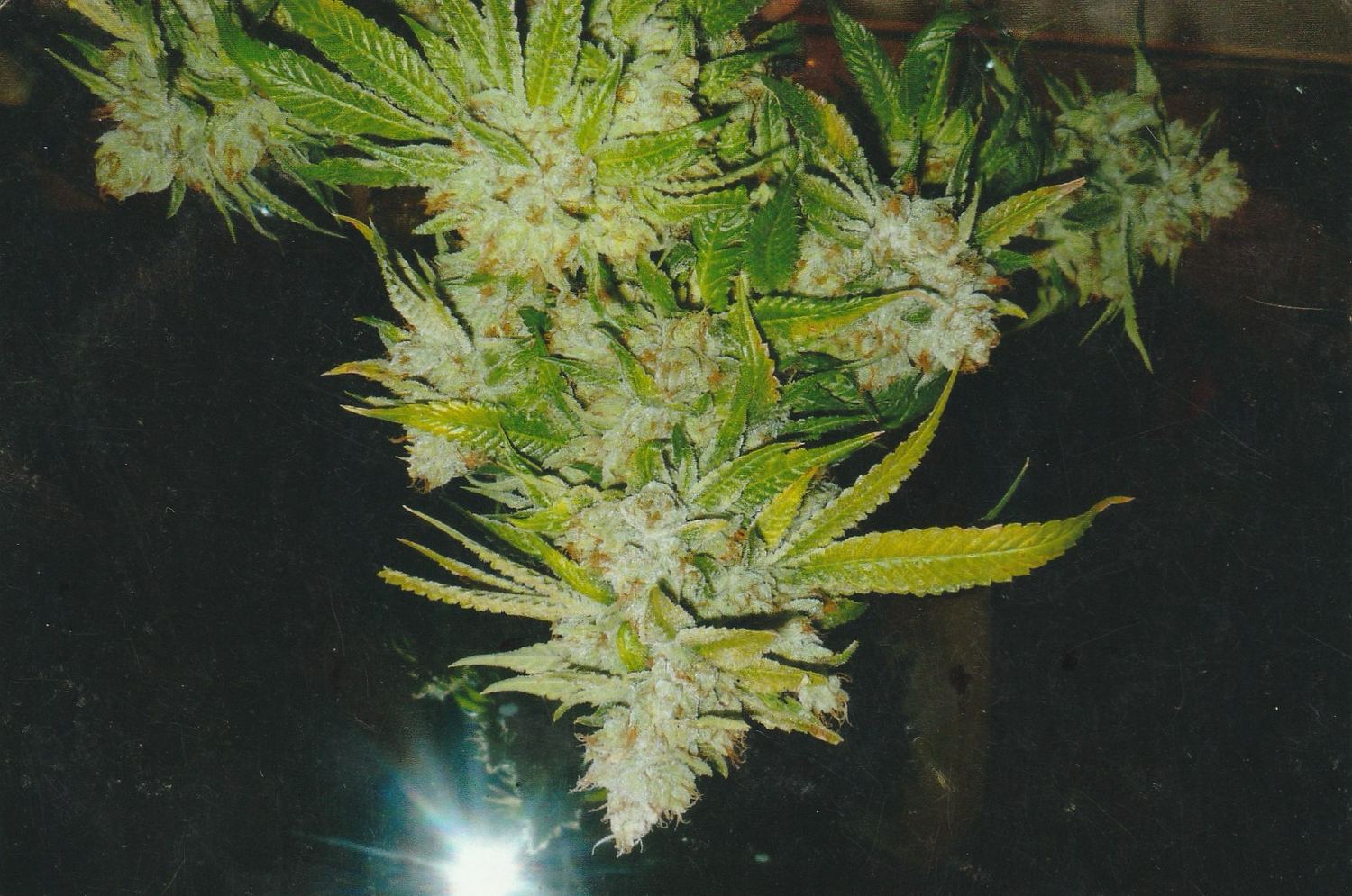 OG Kush archive photo P-079, awaiting Josh's annotation